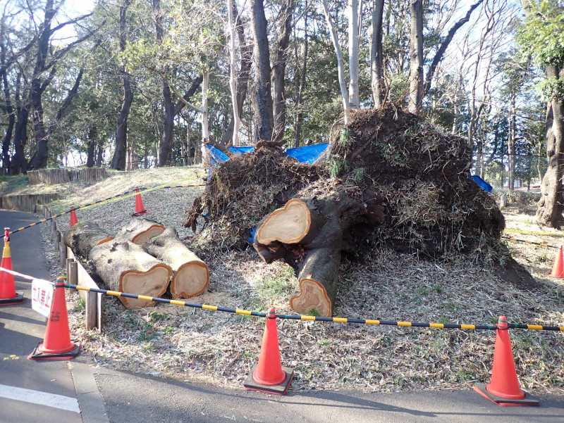 そこでお花見大丈夫？　倒木相次ぐ桜、危険樹木の見分け方（毎日新聞）