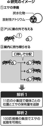アリの集団はエサをどう分配している？…「助け合い」の可視化に成功、農業や環境保全に応用の可能性（読売新聞オンライン）