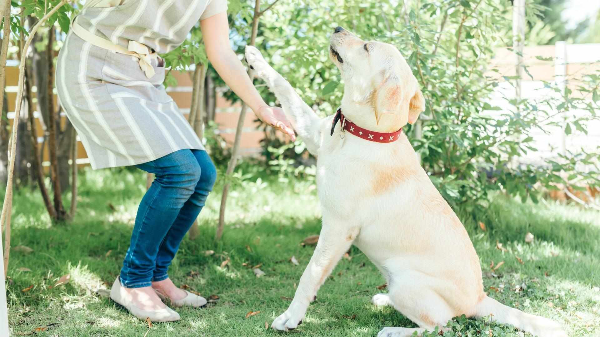 なぜ刑務所で保護犬を育てるのか　受刑者更生と命をつなぐ現場 #エキスパートトピ（石井万寿美） - エキスパート - Yahoo!ニュース