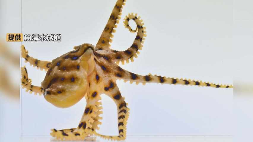 噛まれたら、すぐ病院へ!猛毒の “ヒョウモンダコ” 富山湾で初確認…神経毒テトロドトキシン、最悪の場合は死に至る…魚津水族館 4月に展示予定　富山（チューリップテレビ）