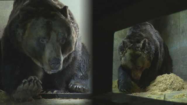 冬眠明け“最初の食事”の様子「久しぶりの興奮状態」飢えたヒグマの行動は…ドングリ豊作が招く危険性も　北海道（STVニュース北海道）